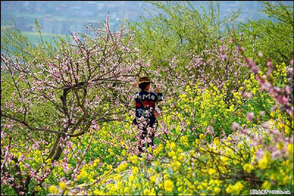 【春天,广西桂林灌阳县向您发出邀请!】望月岭上桃花开 - 游山玩水 - 秦皇岛生活社区 - 秦皇岛28生活网 qhd.28life.com
