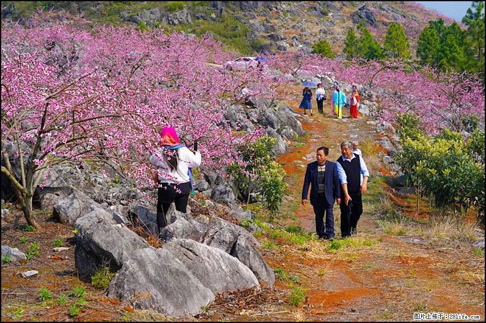 【春天,广西桂林灌阳县向您发出邀请!】望月岭上桃花开 - 游山玩水 - 秦皇岛生活社区 - 秦皇岛28生活网 qhd.28life.com