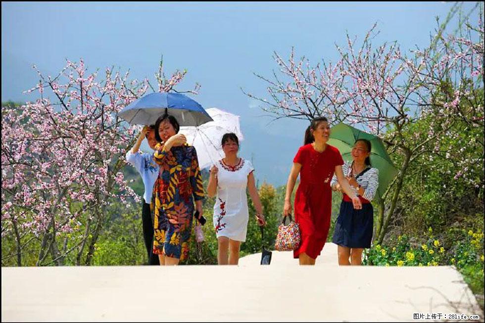 【春天,广西桂林灌阳县向您发出邀请!】望月岭上桃花开 - 游山玩水 - 秦皇岛生活社区 - 秦皇岛28生活网 qhd.28life.com