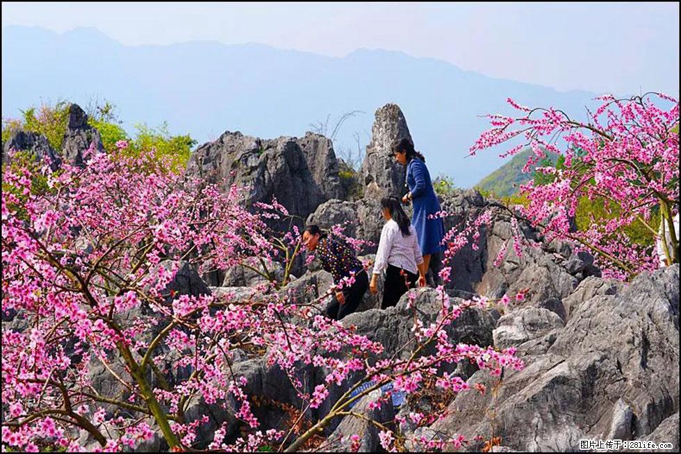 【春天,广西桂林灌阳县向您发出邀请!】望月岭上桃花开 - 游山玩水 - 秦皇岛生活社区 - 秦皇岛28生活网 qhd.28life.com
