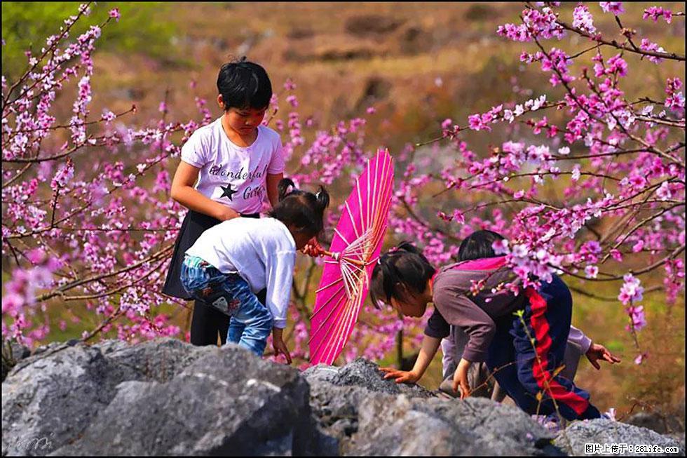 【春天,广西桂林灌阳县向您发出邀请!】望月岭上桃花开 - 游山玩水 - 秦皇岛生活社区 - 秦皇岛28生活网 qhd.28life.com