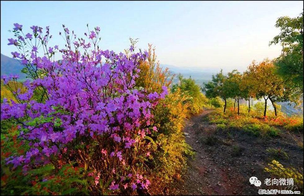【春天,广西桂林灌阳县向您发出邀请!】登麒麟山,相约映山红 - 游山玩水 - 秦皇岛生活社区 - 秦皇岛28生活网 qhd.28life.com