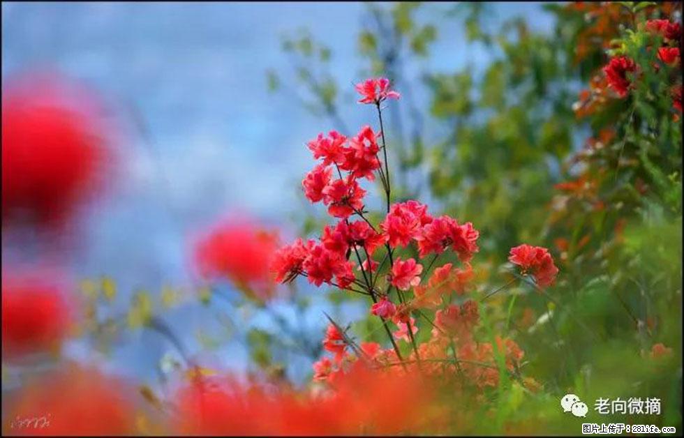 【春天,广西桂林灌阳县向您发出邀请!】登麒麟山,相约映山红 - 游山玩水 - 秦皇岛生活社区 - 秦皇岛28生活网 qhd.28life.com