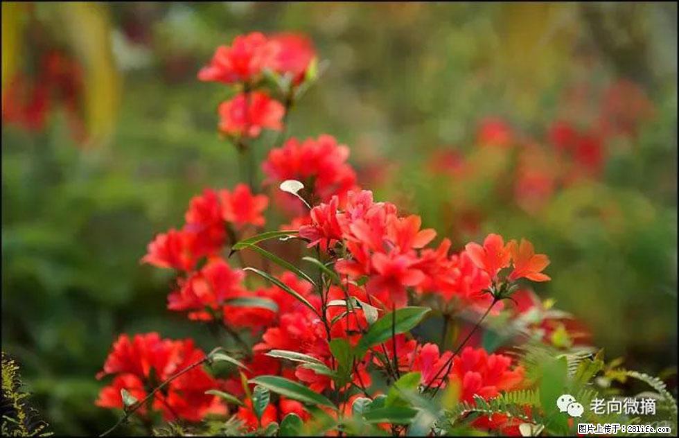 【春天,广西桂林灌阳县向您发出邀请!】登麒麟山,相约映山红 - 游山玩水 - 秦皇岛生活社区 - 秦皇岛28生活网 qhd.28life.com