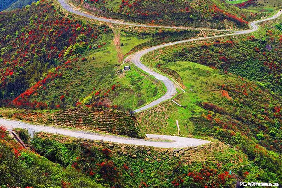 【春天,广西桂林灌阳县向您发出邀请!】春木界上映山红 - 游山玩水 - 秦皇岛生活社区 - 秦皇岛28生活网 qhd.28life.com