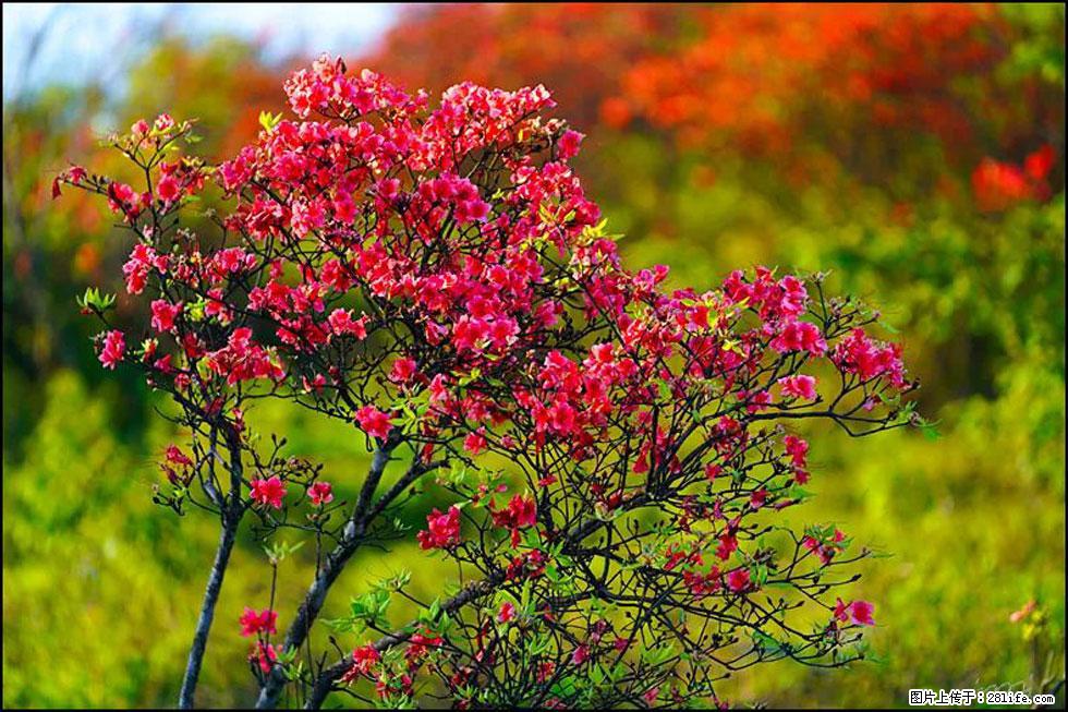 【春天,广西桂林灌阳县向您发出邀请!】春木界上映山红 - 游山玩水 - 秦皇岛生活社区 - 秦皇岛28生活网 qhd.28life.com