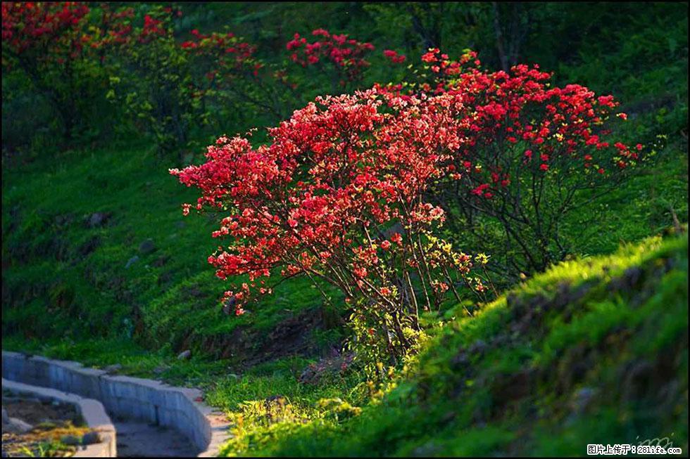 【春天,广西桂林灌阳县向您发出邀请!】春木界上映山红 - 游山玩水 - 秦皇岛生活社区 - 秦皇岛28生活网 qhd.28life.com