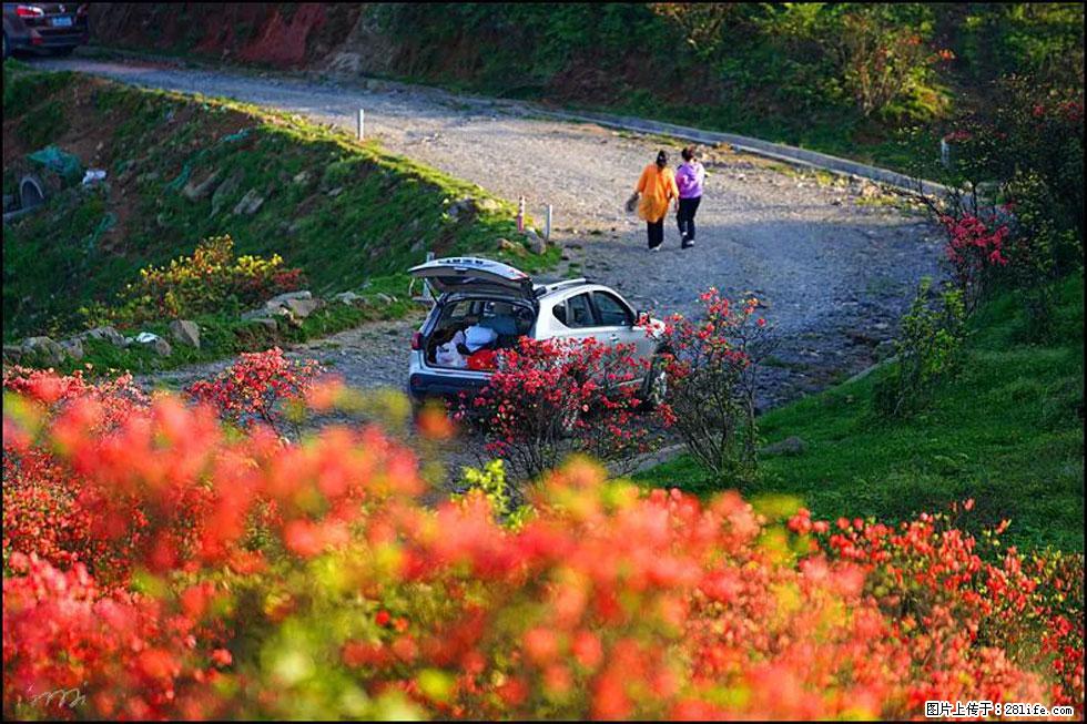 【春天,广西桂林灌阳县向您发出邀请!】春木界上映山红 - 游山玩水 - 秦皇岛生活社区 - 秦皇岛28生活网 qhd.28life.com