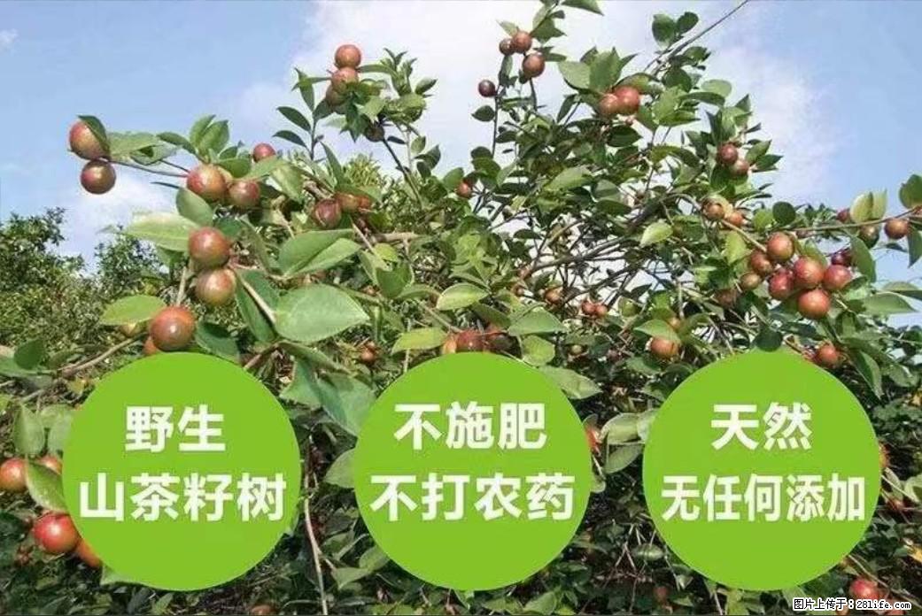 【灌阳县油茶产业示范区】一个有着充实的精神生活的人,对待身外之物自会有一种淡泊的态度 - 土特产 - 饮食特产 - 秦皇岛分类信息 - 秦皇岛28生活网 qhd.28life.com