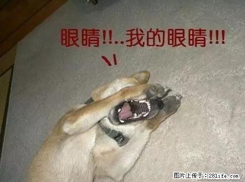 笑癫了！一女的怀孕三年未生，他终于忍不住了... - 娱乐八卦 - 秦皇岛生活社区 - 秦皇岛28生活网 qhd.28life.com