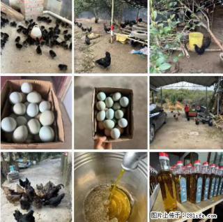 油茶园从小鸡仔开始养起的纯土鸡、土鸡蛋可以预定啦！还有前几天刚榨的纯山茶油哦 - 秦皇岛28生活网 qhd.28life.com