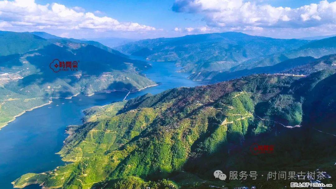 时间果百年古树龙珠普洱生茶 - 购物交流 - 秦皇岛生活社区 - 秦皇岛28生活网 qhd.28life.com