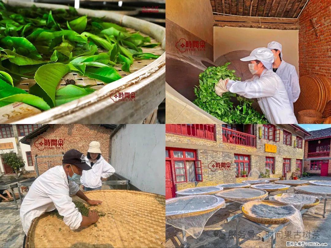 时间果百年古树龙珠普洱生茶 - 购物交流 - 秦皇岛生活社区 - 秦皇岛28生活网 qhd.28life.com
