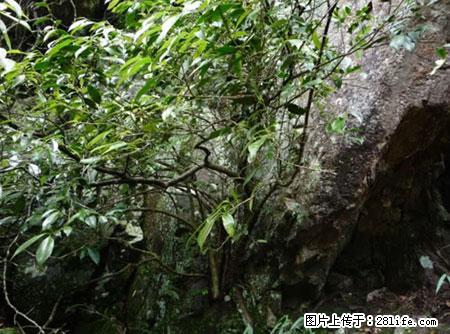 平乐石崖茶,珍贵仅次于金花茶 - 秦皇岛生活资讯 - 秦皇岛28生活网 qhd.28life.com