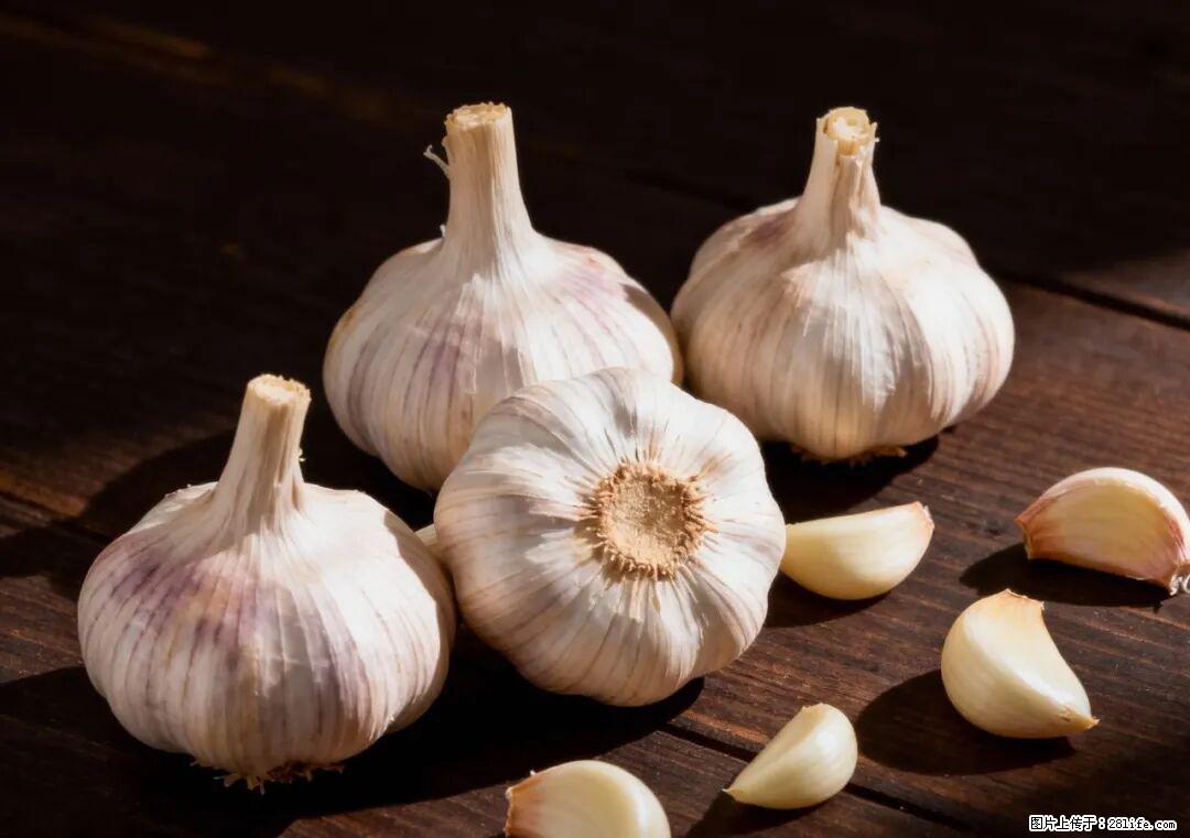 关于大蒜，除了“天然抗生素”，这4个谣言更该警惕! - 秦皇岛生活资讯 - 秦皇岛28生活网 qhd.28life.com