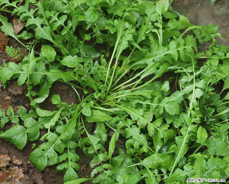 这些蔬菜是“天然钙片”，这6种被医生重点推荐 - 秦皇岛生活资讯 - 秦皇岛28生活网 qhd.28life.com