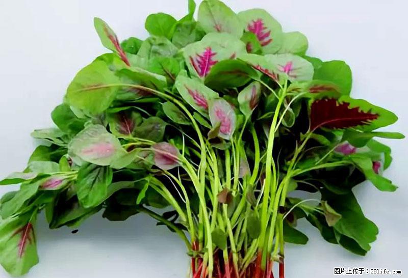 这些蔬菜是“天然钙片”，这6种被医生重点推荐 - 秦皇岛生活资讯 - 秦皇岛28生活网 qhd.28life.com