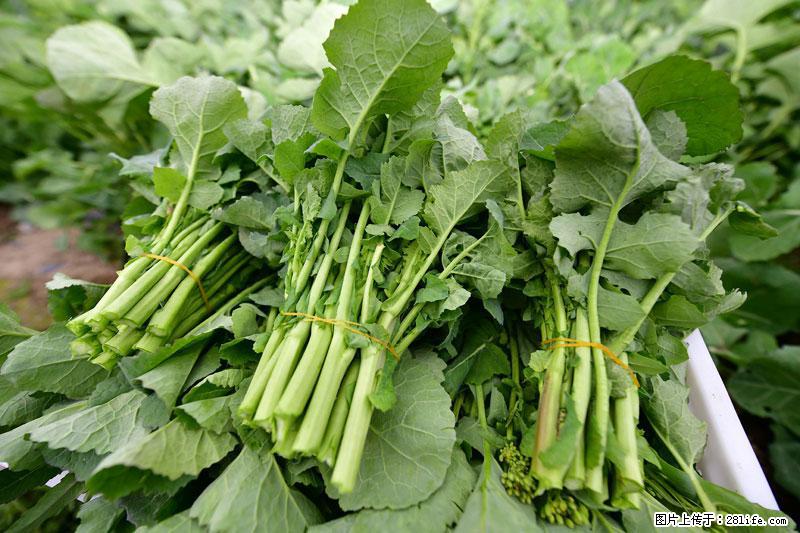 这些蔬菜是“天然钙片”，这6种被医生重点推荐 - 秦皇岛生活资讯 - 秦皇岛28生活网 qhd.28life.com